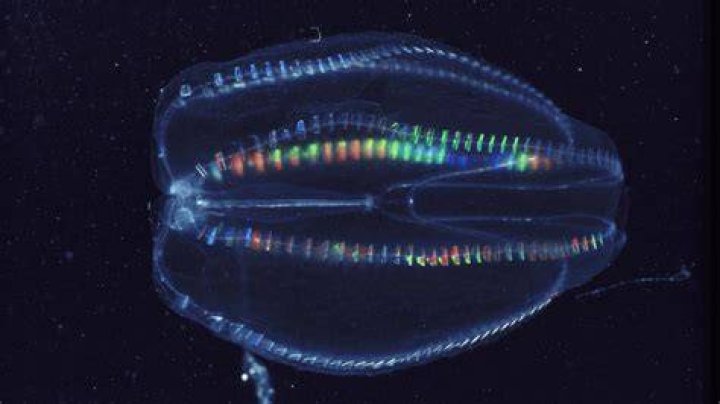 Are comb jellies rare