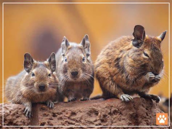 Can a Degu live alone