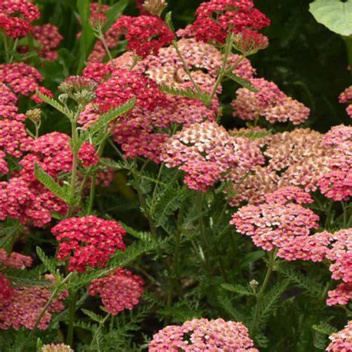 Can you move Achillea