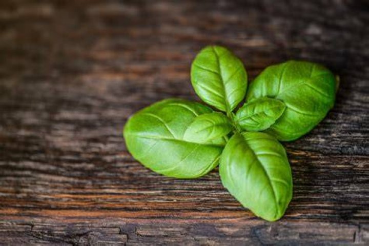 Is basil Leaf a herb