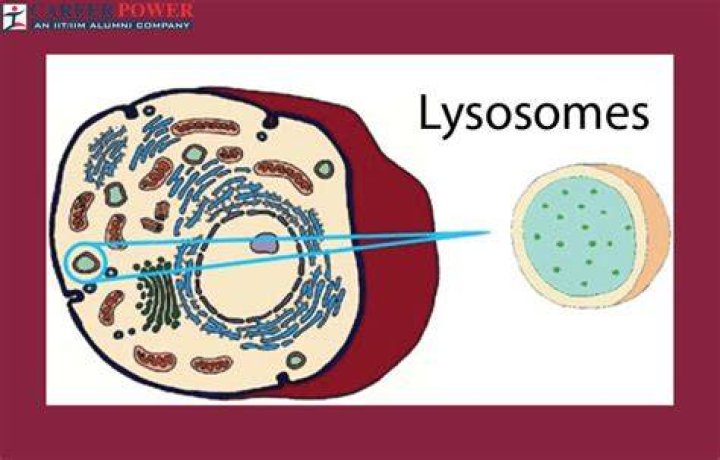 What are in lysosomes