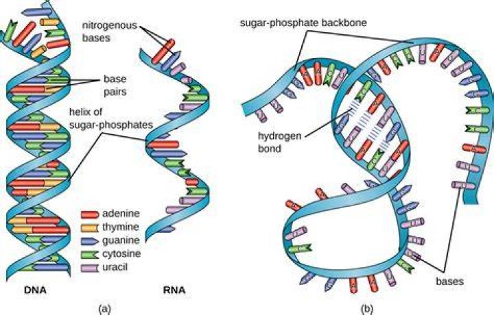 What can RNA bind to