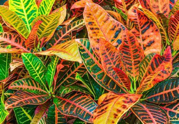 What does Croton mean