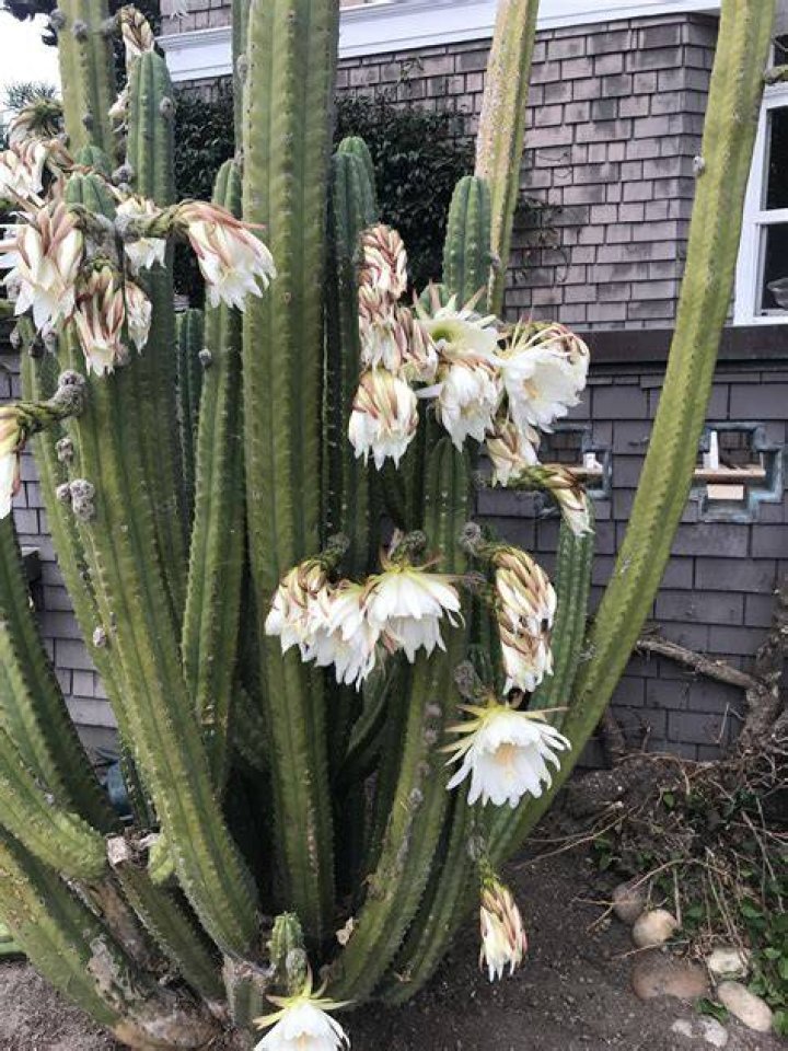 What is a PC Pachanoi