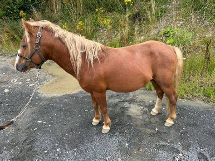 What is a teaser pony