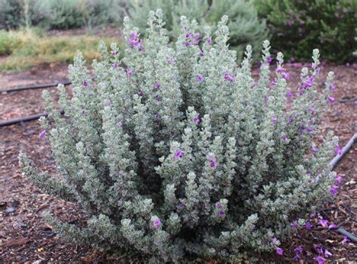 What kills Texas sage
