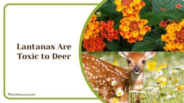 Will deer eat lantana
